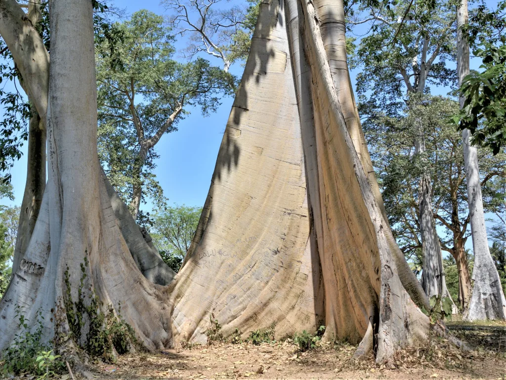 Pohon purba lian Lombok Timur