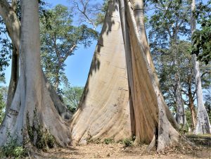 Pohon purba lian Lombok Timur