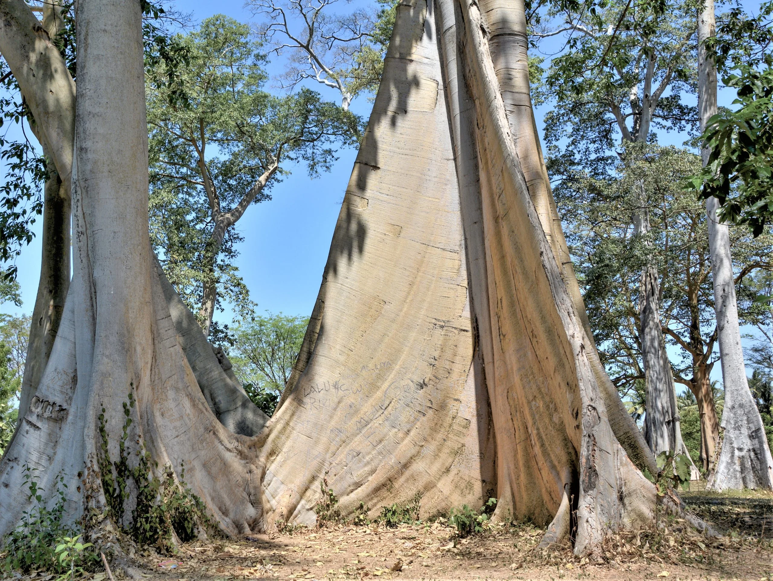 Pohon purba lian Lombok Timur